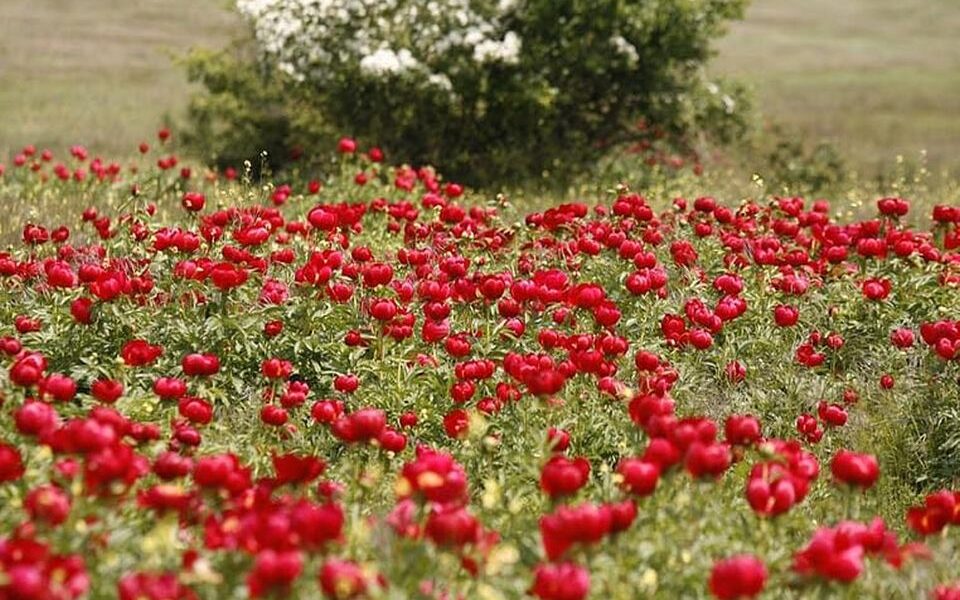 15 mai, Ziua bujorului românesc: Floarea națională a României prezentă ...
